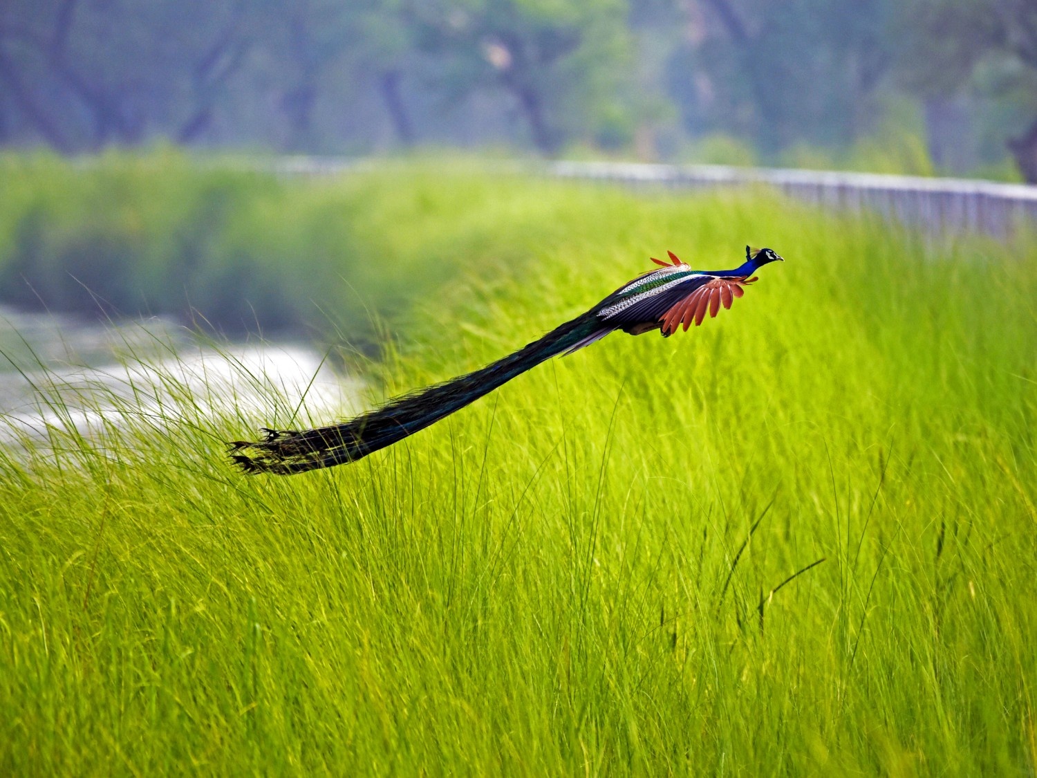 Wildlife Shoot Image 4